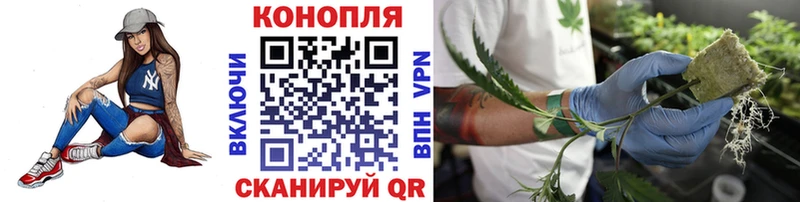Купить где  Аркадак  Шишки марихуана план 